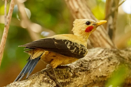 habitat do pica-pau-amarelo