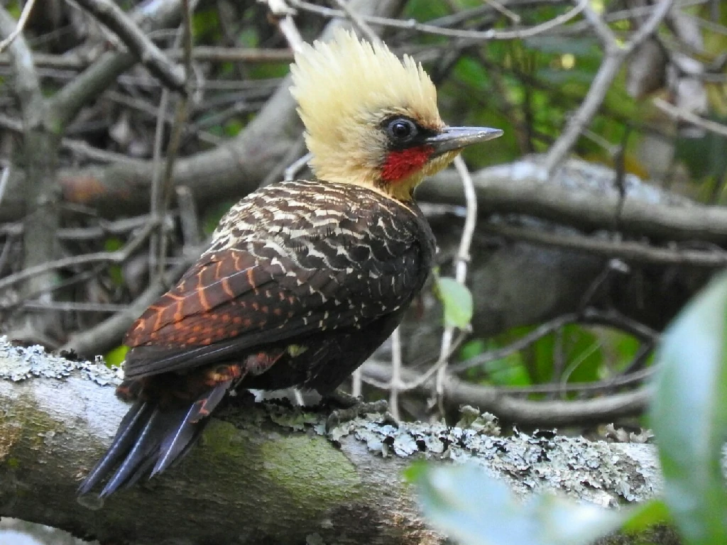 habitat do pica-pau-louro