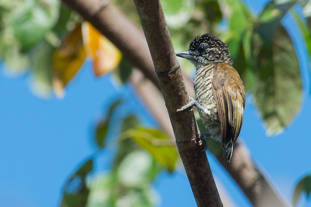 habitat do picapauzinho-do-amazonas