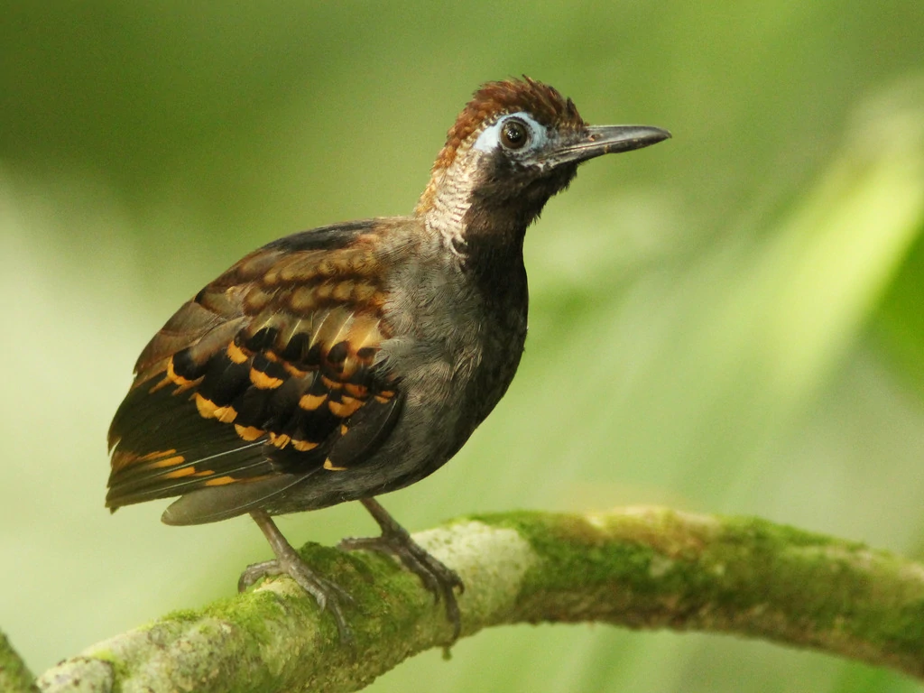 habitat do pinto-do-mato-carijo