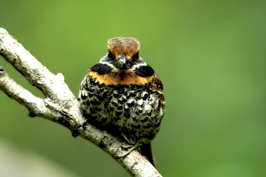 habitat do rapazinho-carijo