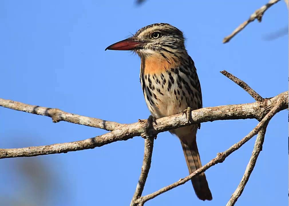 habitat do rapazinho-do-chaco