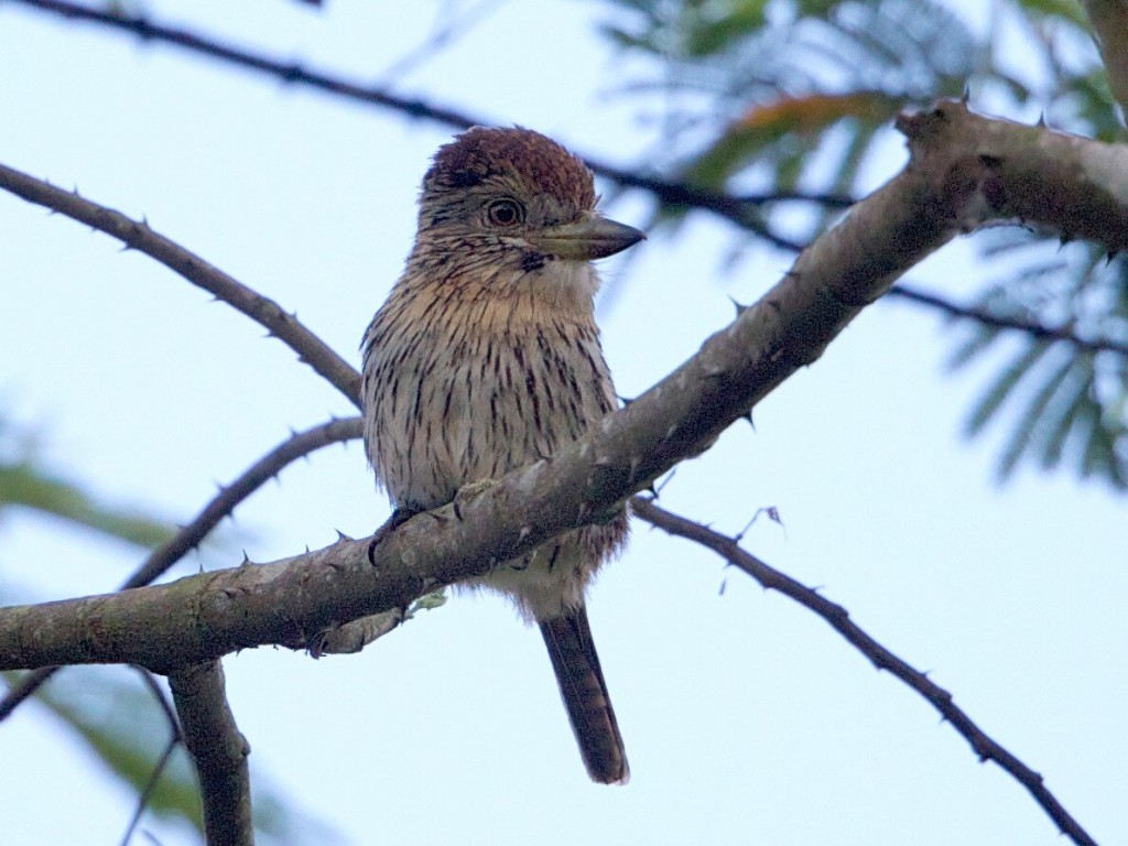 habitat do rapazinho-estriado-do-oeste