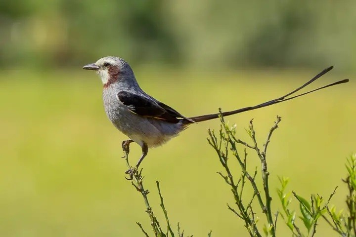 habitat do tesoura-do-brejo