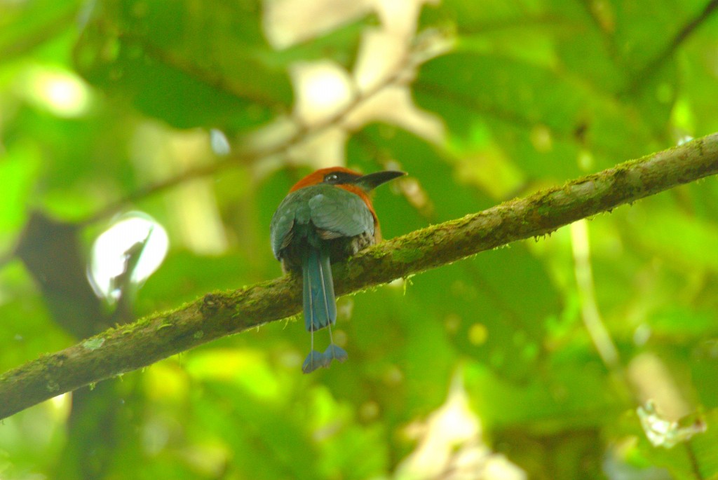 habitat do udu-de-bico-largo