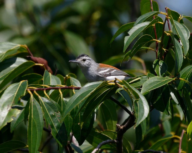 habitat do zidede de asa cinza