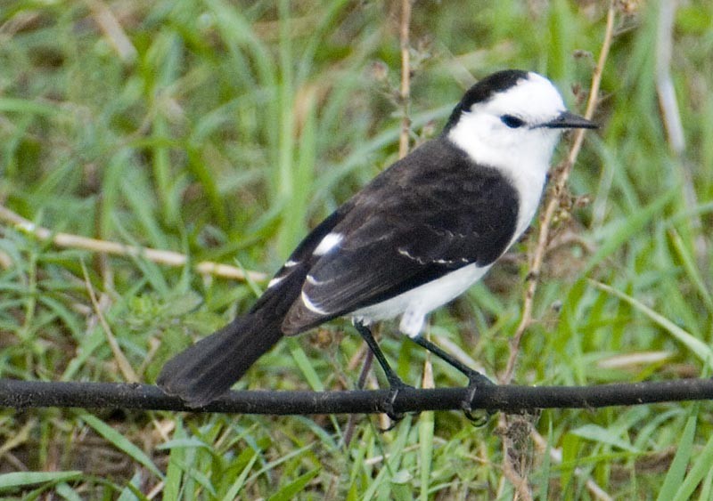 lavadeira-de-cara-branca