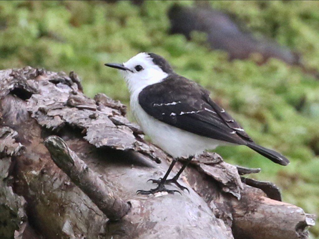 lavadeira-de-cara-branca