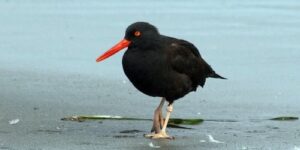 ostraceiro-das-canarias