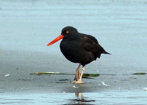 ostraceiro-das-canarias