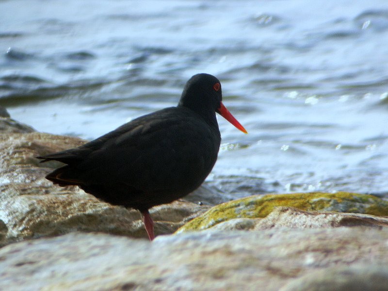 ostraceiro-das-canarias 