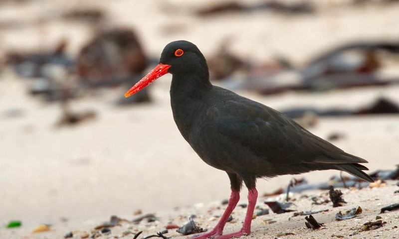 ostraceiro-das-canarias 