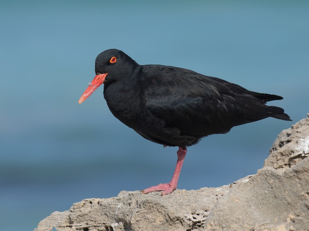 ostraceiro-das-canarias