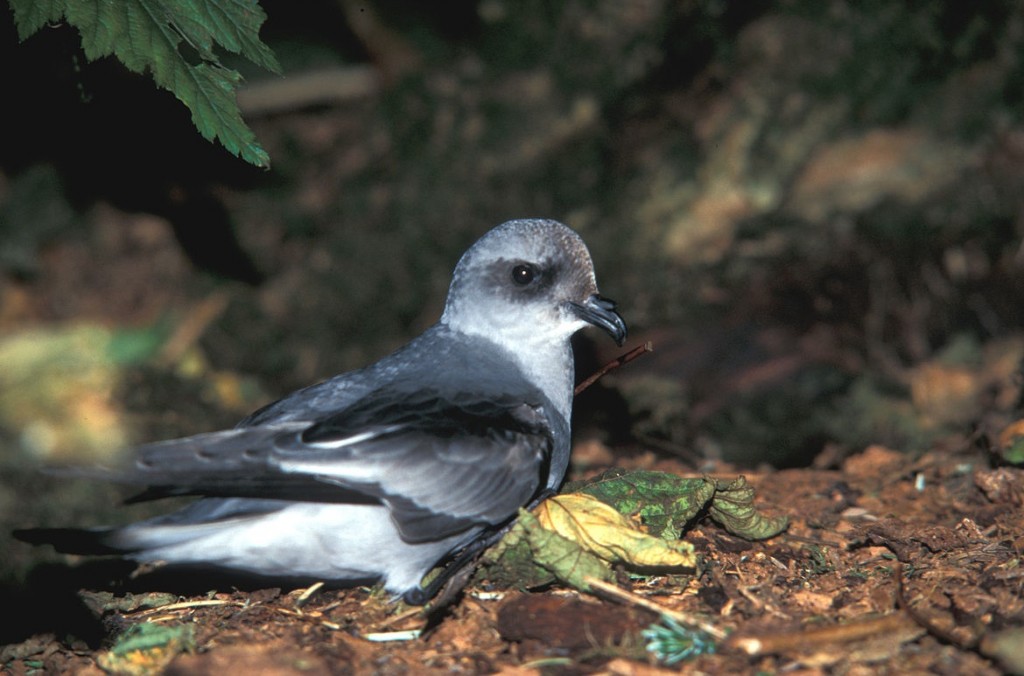 painho-da-madeira