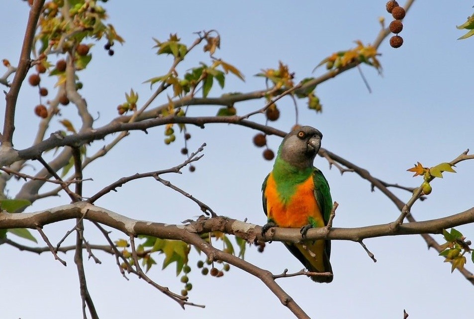 papagaio do Senegal 