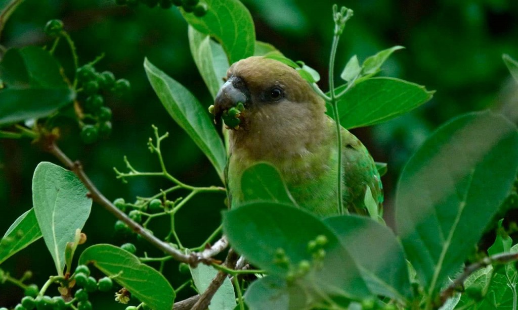 papagaio niam-niam habitat