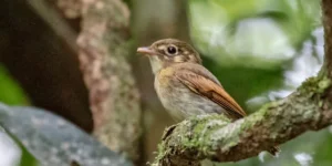 patinho-de-asa-castanha