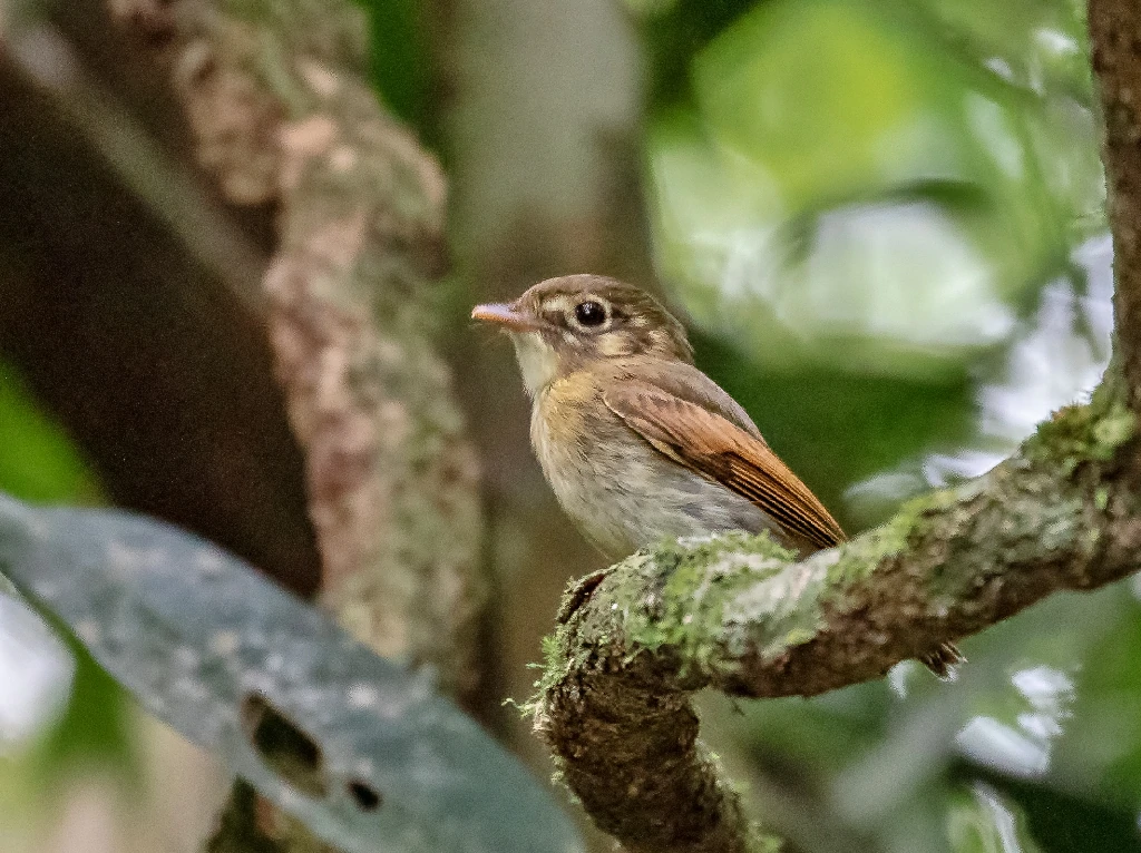 patinho-de-asa-castanha