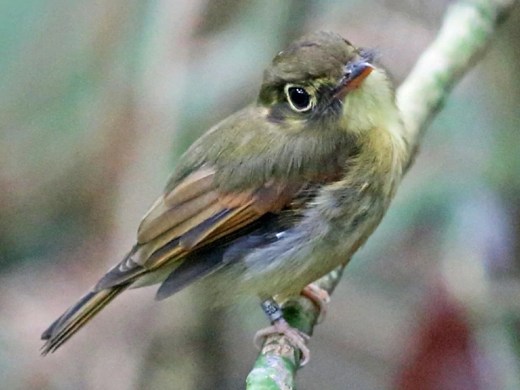 patinho-de-asa-castanha 