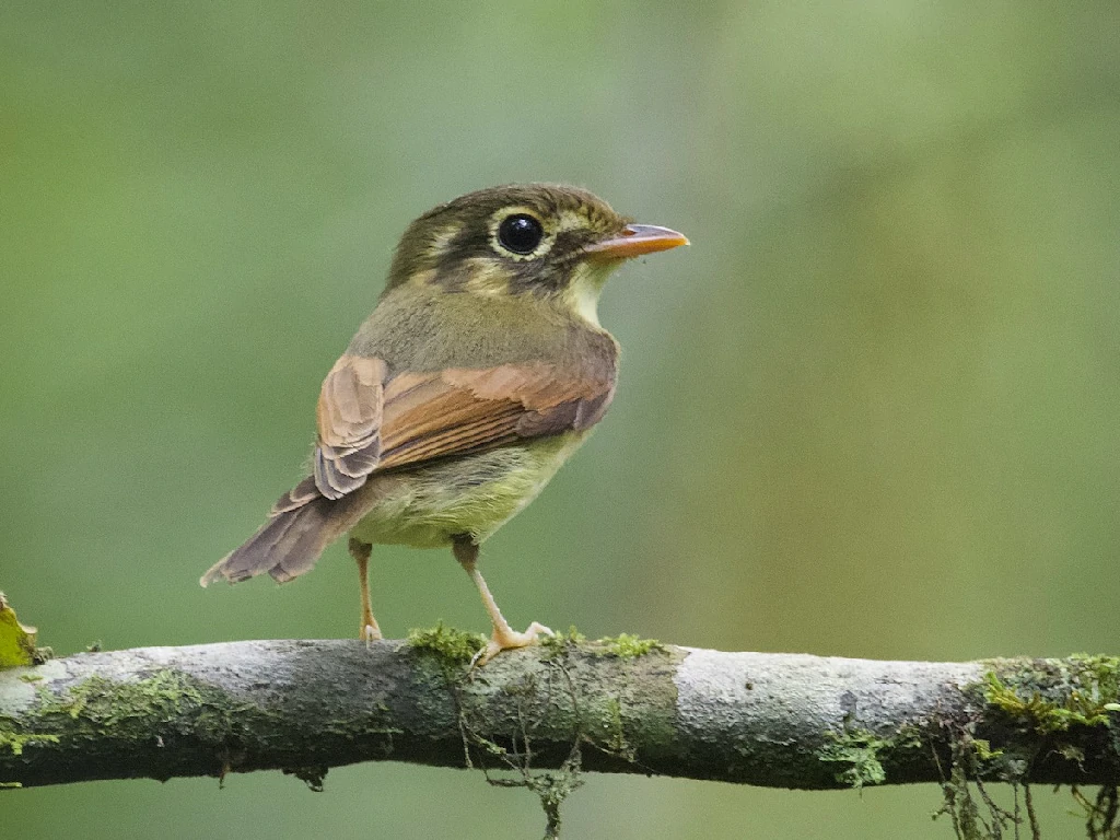 patinho-de-asa-castanha