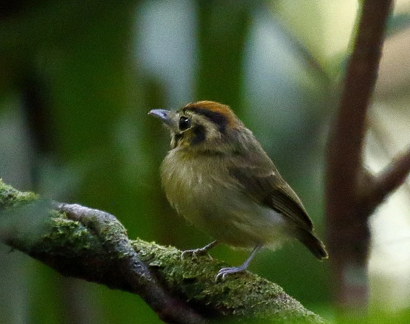 patinho-de-coroa-dourada