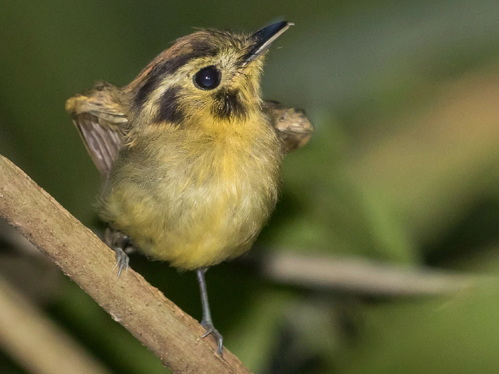 patinho-de-coroa-dourada