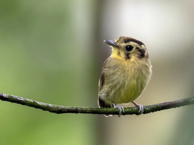 patinho-de-coroa-dourada