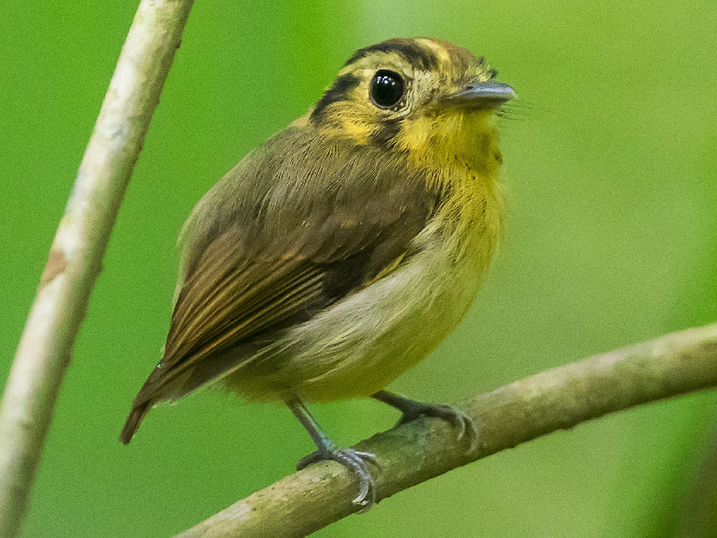 patinho-de-coroa-dourada