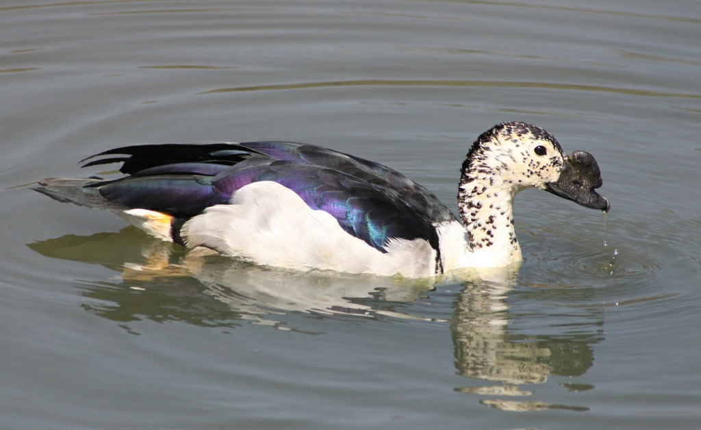 pato-de-caruncula