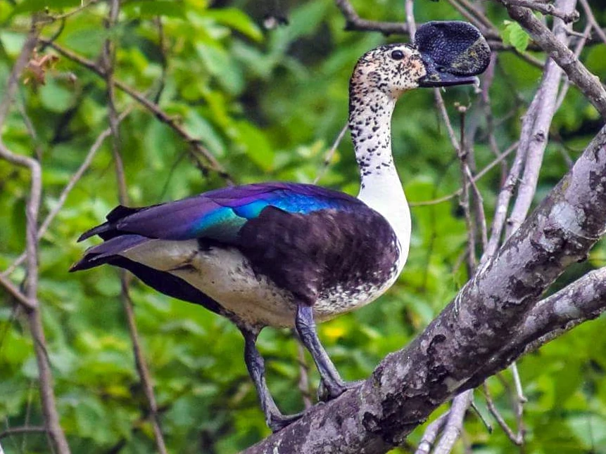 pato-de-caruncula