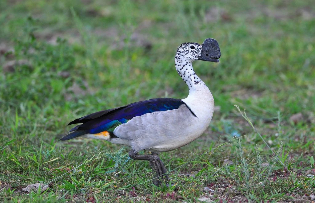 pato-de-caruncula