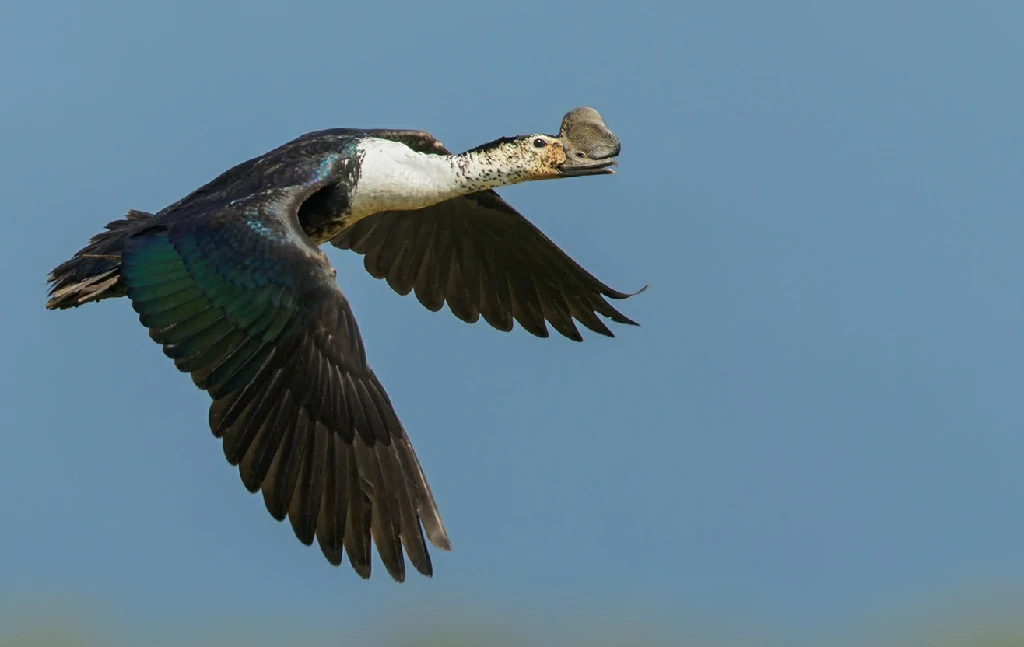 pato-de-caruncula