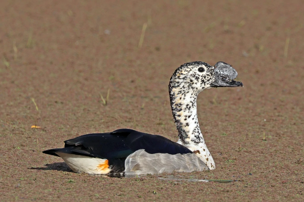 pato-de-caruncula