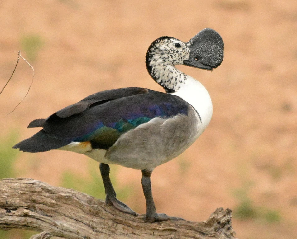 pato-de-caruncula