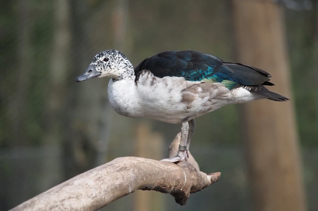 pato-de-caruncula