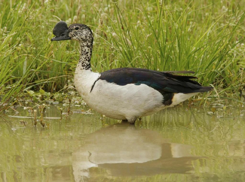 pato-de-caruncula