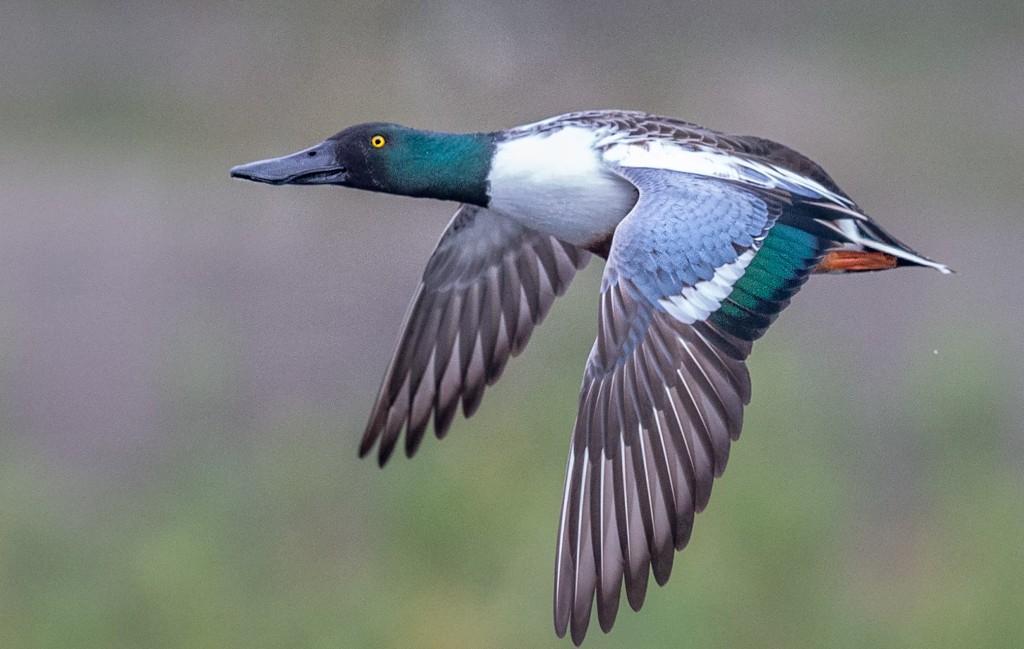 pato-trombeteiro