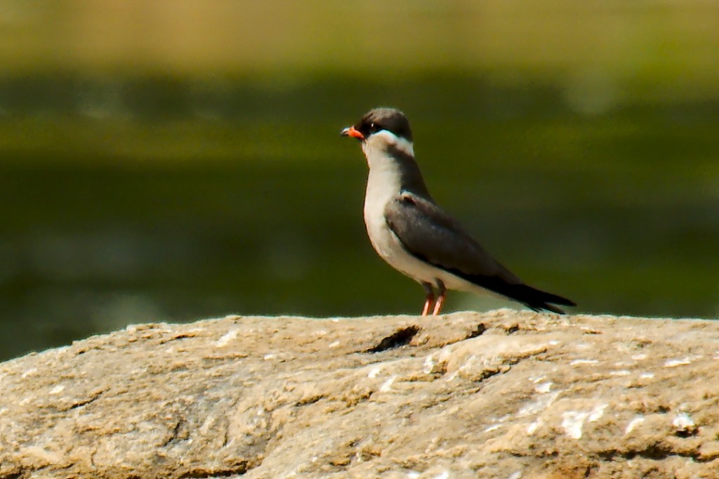 perdiz-do-mar-escura