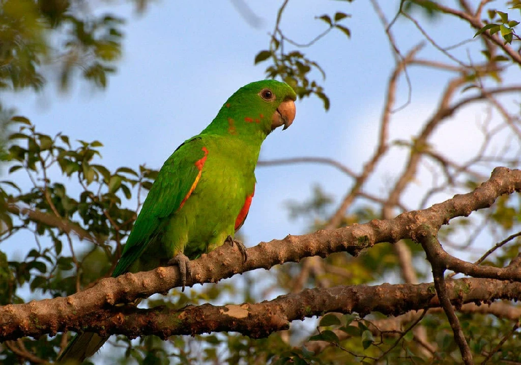 periquitao-maracana habitat