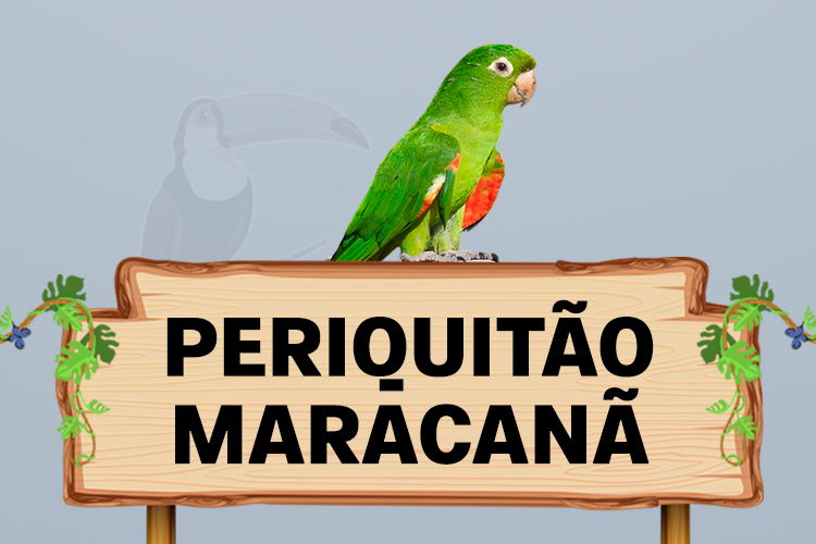 periquitao maracana