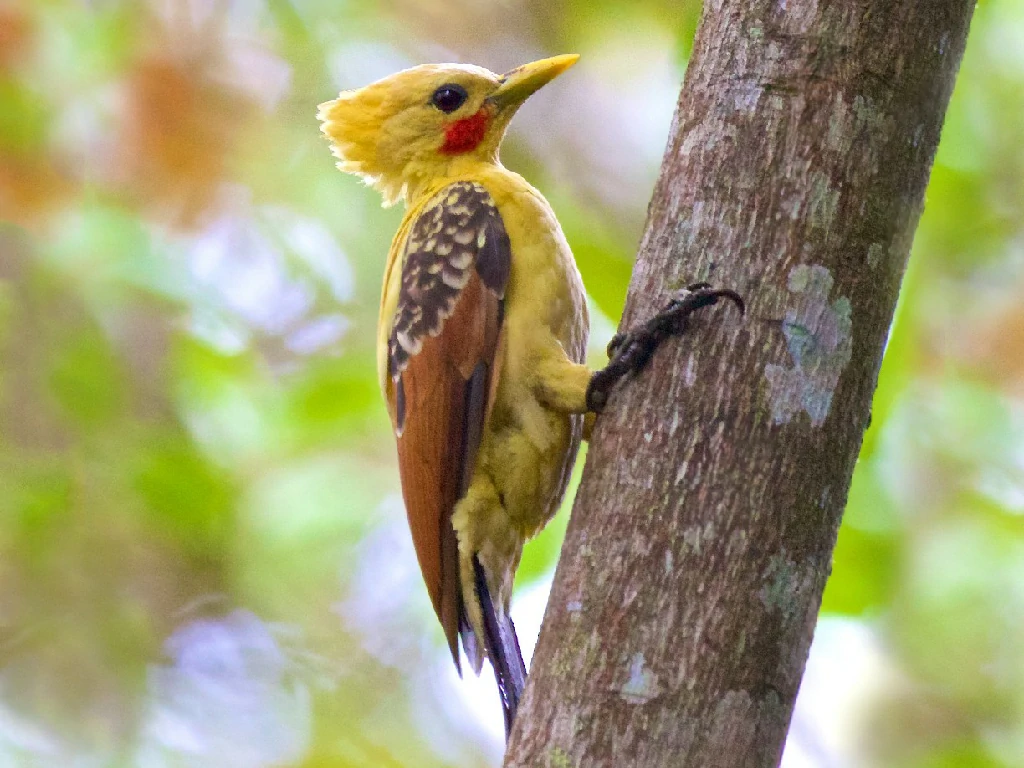 pica-pau-amarelo