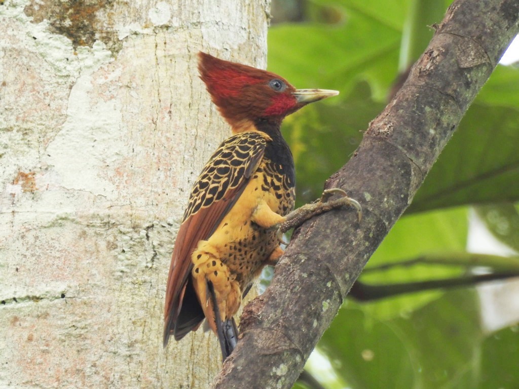 pica-pau-da-taboca