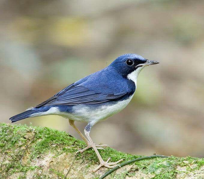 pisco-azul-siberiano