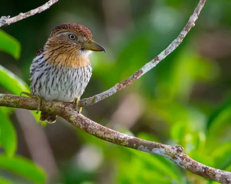 rapazinho-estriado-do-oeste