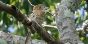 rapazinho-estriado-do-oeste