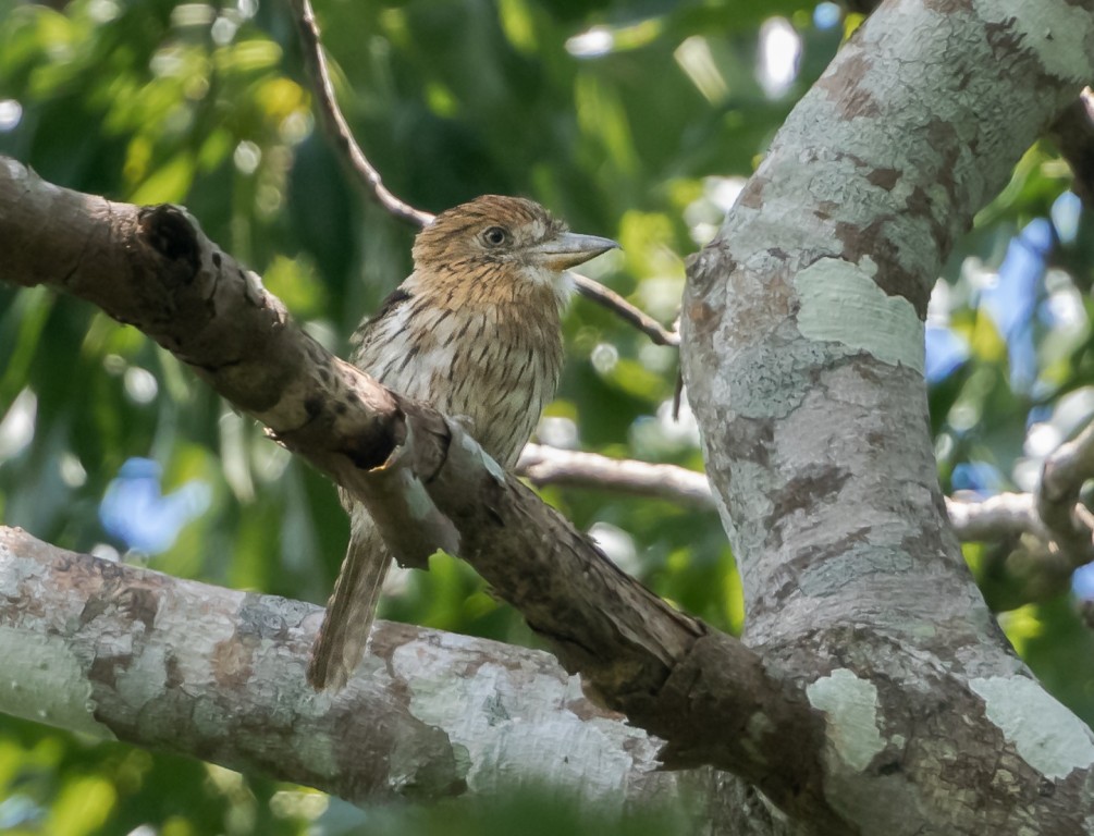 rapazinho-estriado-do-oeste