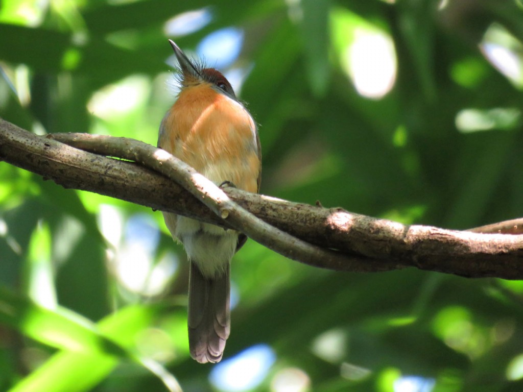 reproducao da freirinha-de-coroa-castanha