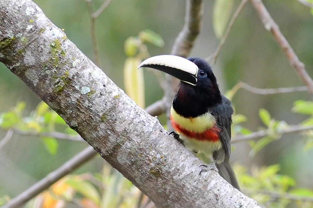 reproducao do aracari-de-bico-branco