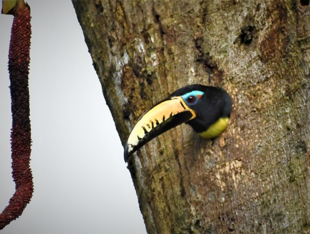 reproducao do aracari-de-bico-riscado