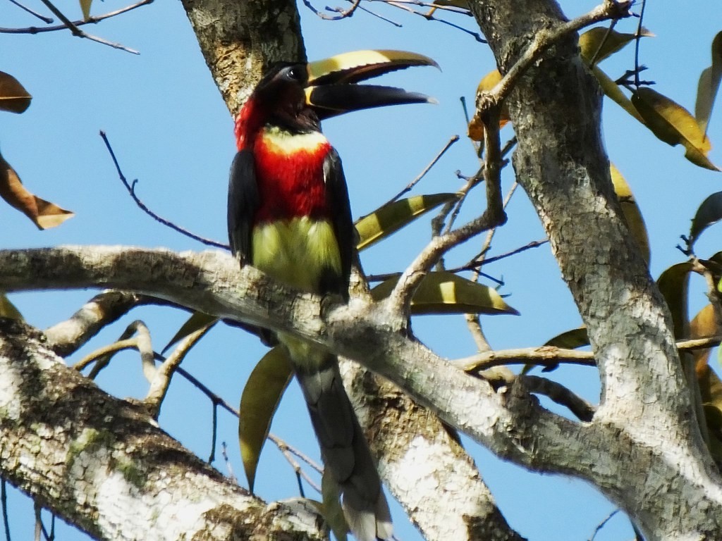 reproducao do aracari-de-pescoco-vermelho